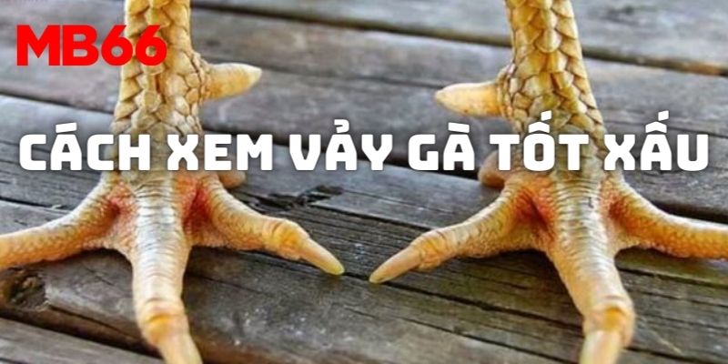 Đôi nét về cách xem vảy gà tốt xấu