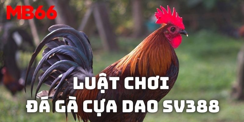 Luật chơi mà mọi người cần biết về đá gà cựa dao SV388